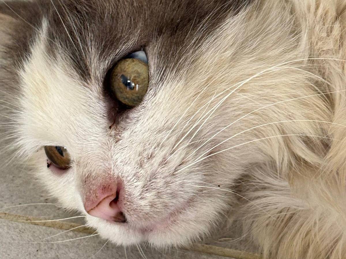 Adotta un gatto, taglia non valida, maschio, Pisa