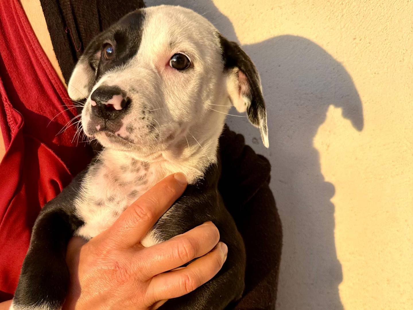Adozione cane, maschio, Pitbull Razza sconosciuta, 3 mesi, taglia piccola, Napoli