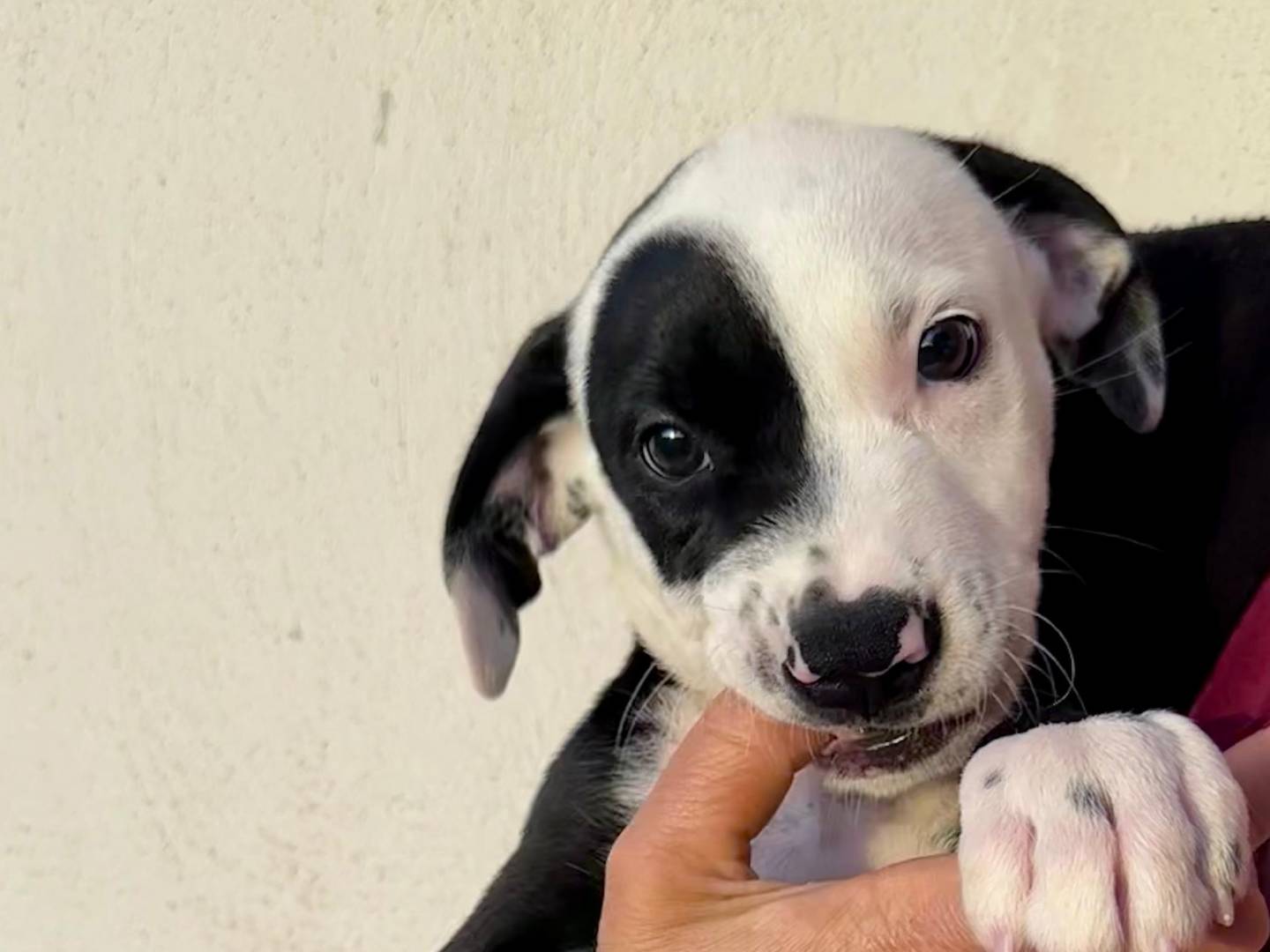 Adotta un cane, maschio, 3 mesi, Napoli