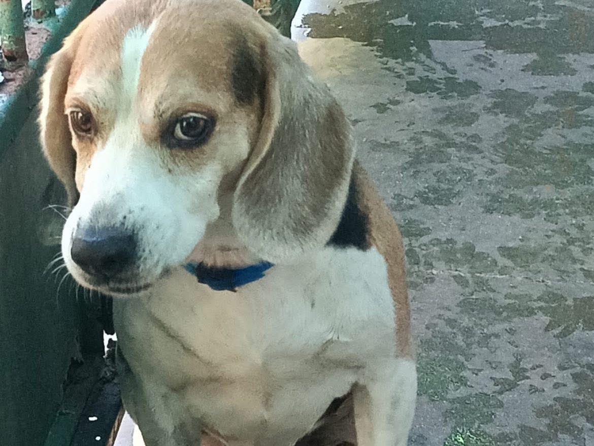 Adotta un cane, maschio, 8 anni, Milano