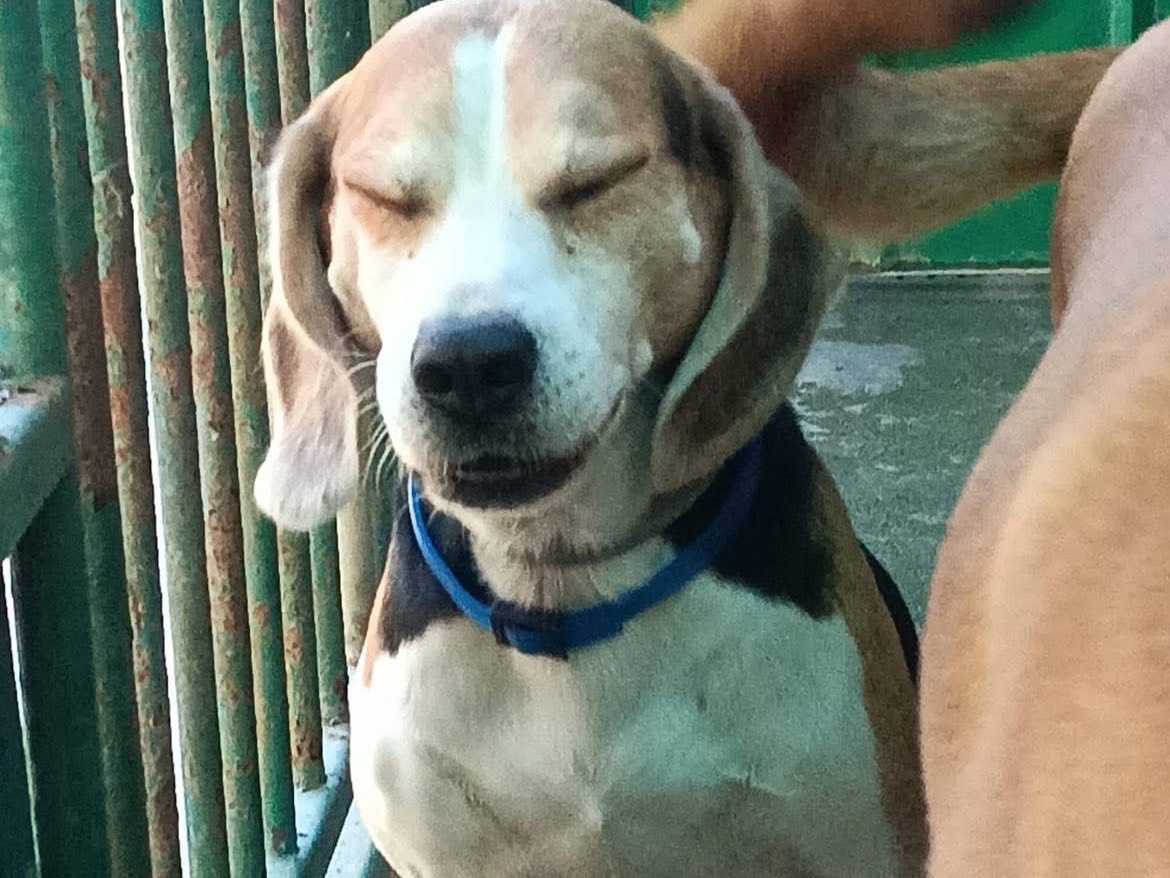 Adotta un cane, taglia media contenuta, maschio, Milano