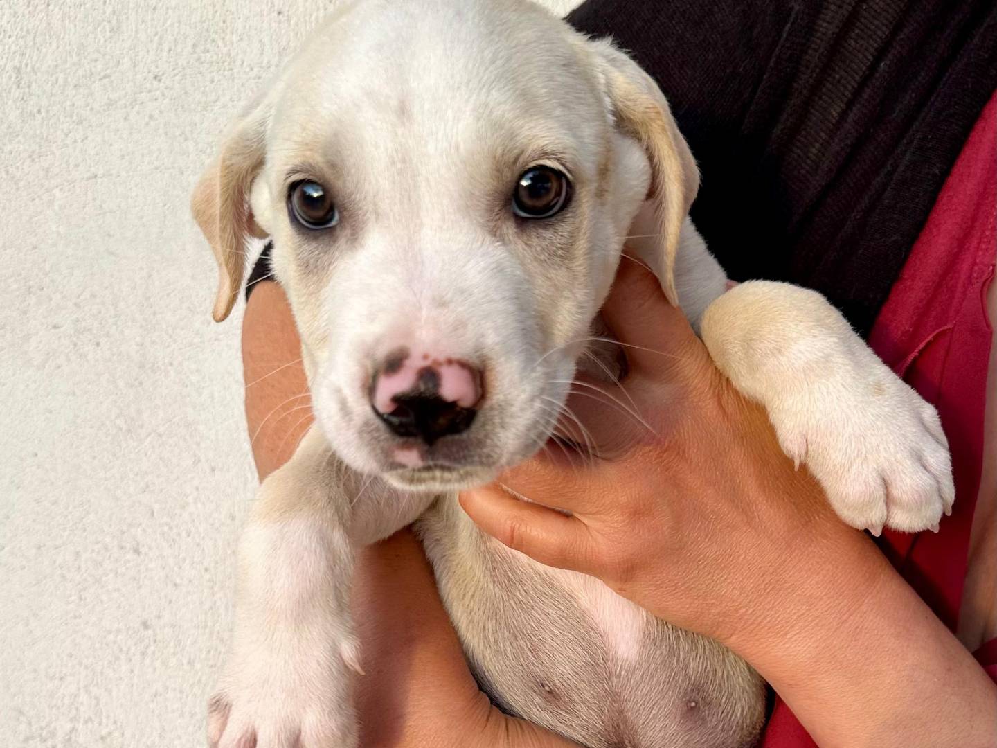 Adozione cane, maschio, Pitbull Razza sconosciuta, 3 mesi, taglia piccola, Napoli