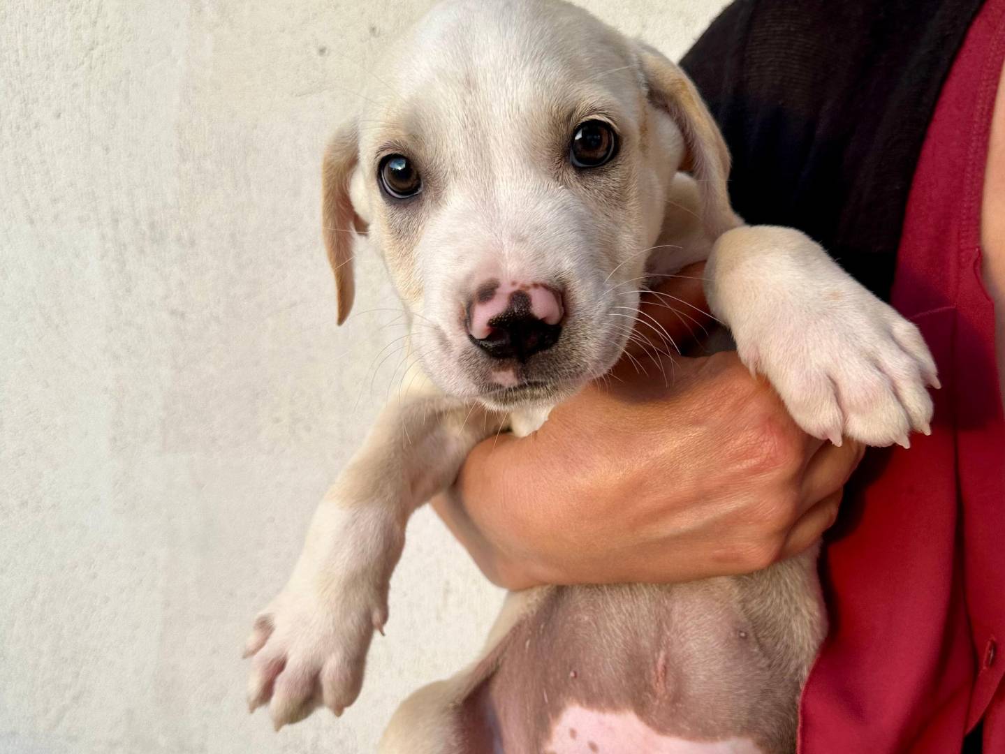 Adotta un cane, maschio, 3 mesi, Napoli
