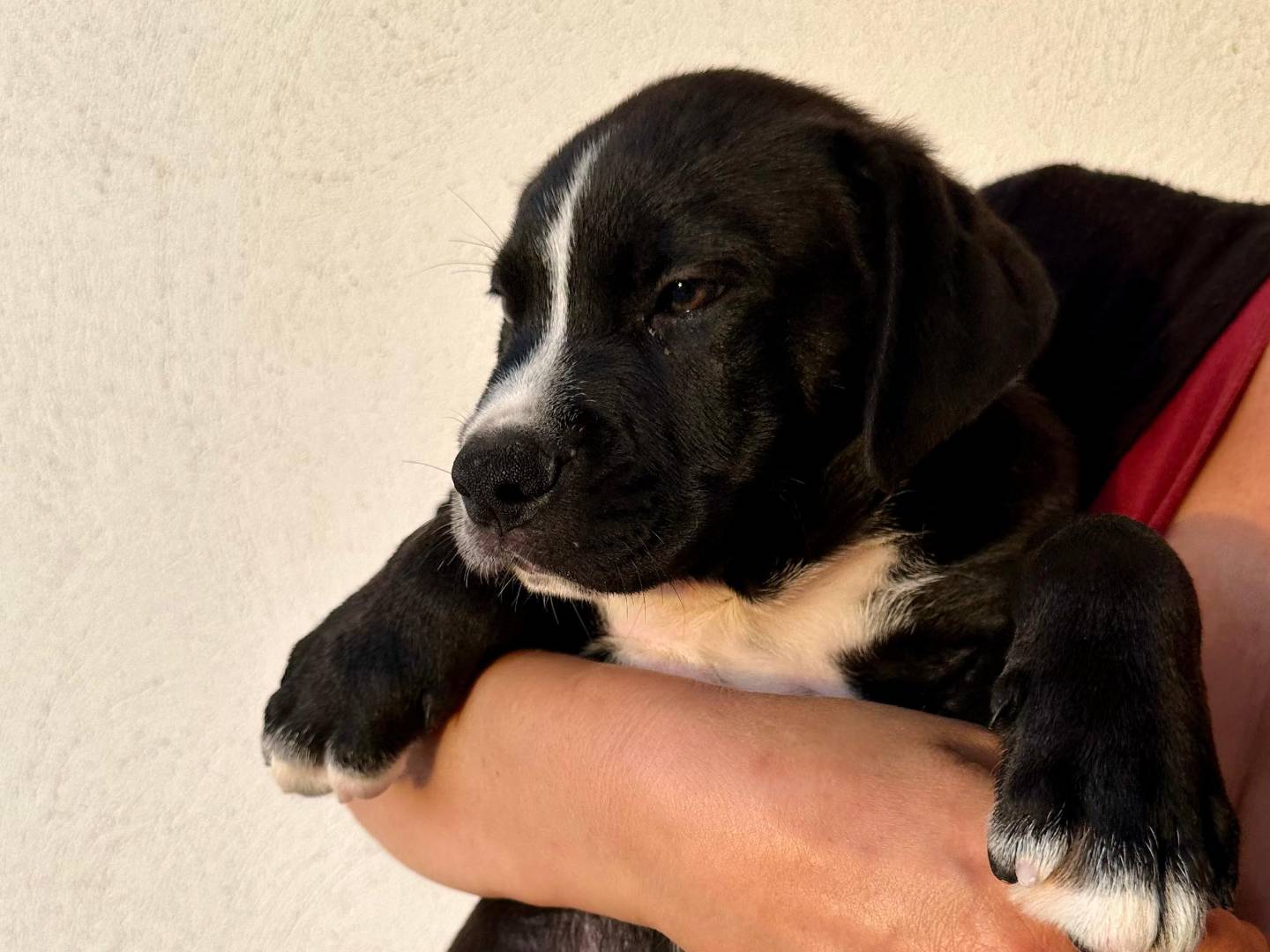 Adozione cane, maschio, Pitbull Razza sconosciuta, 3 mesi, taglia piccola, Napoli