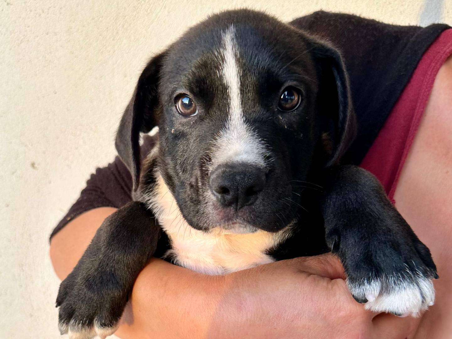 Adotta un cane, taglia piccola, maschio, Napoli