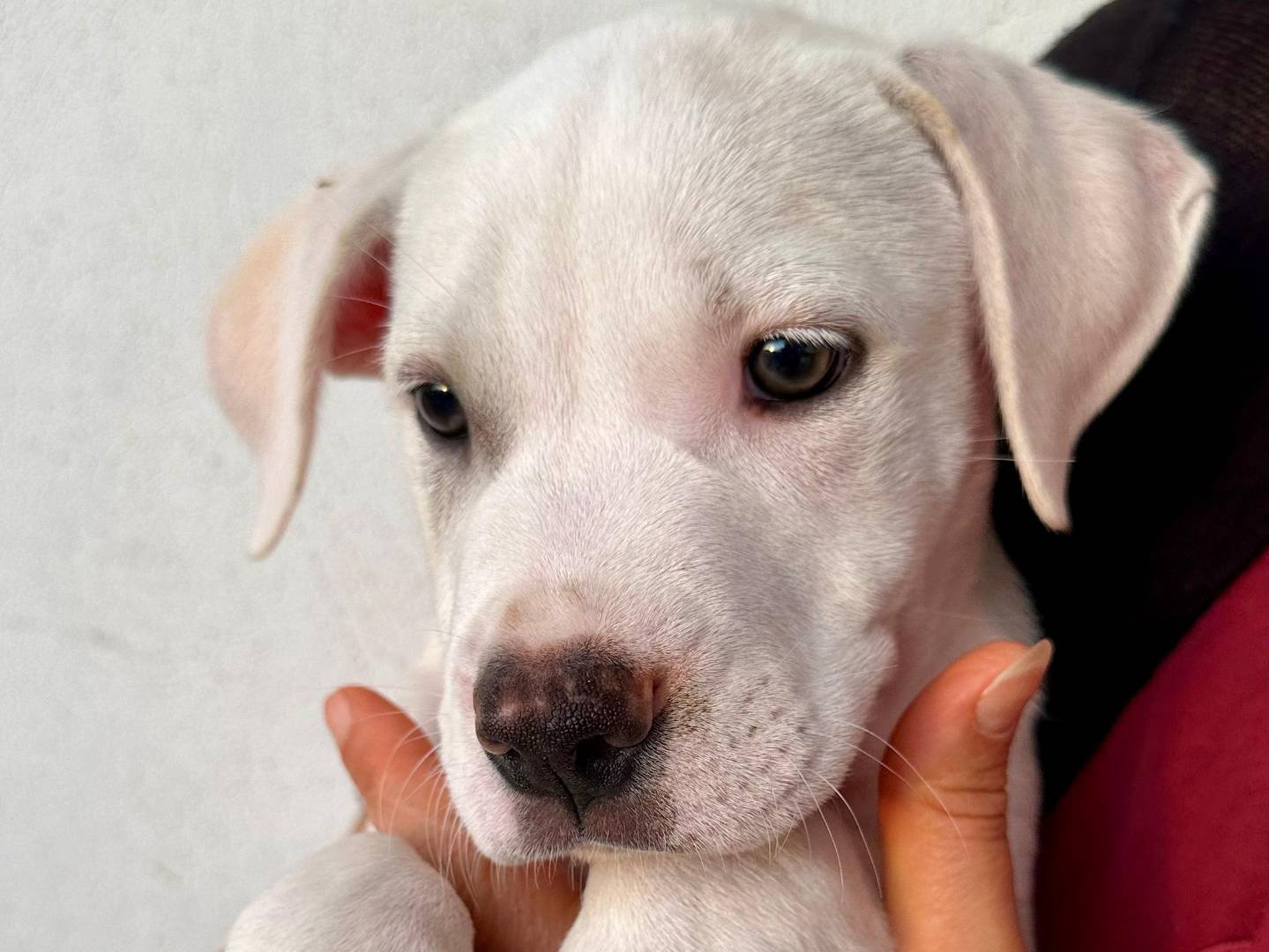 Adozione cane, maschio, Pitbull Razza sconosciuta, 2 mesi, taglia piccola, Napoli