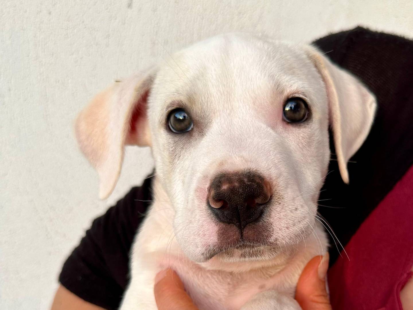Adotta un cane, taglia piccola, maschio, Napoli
