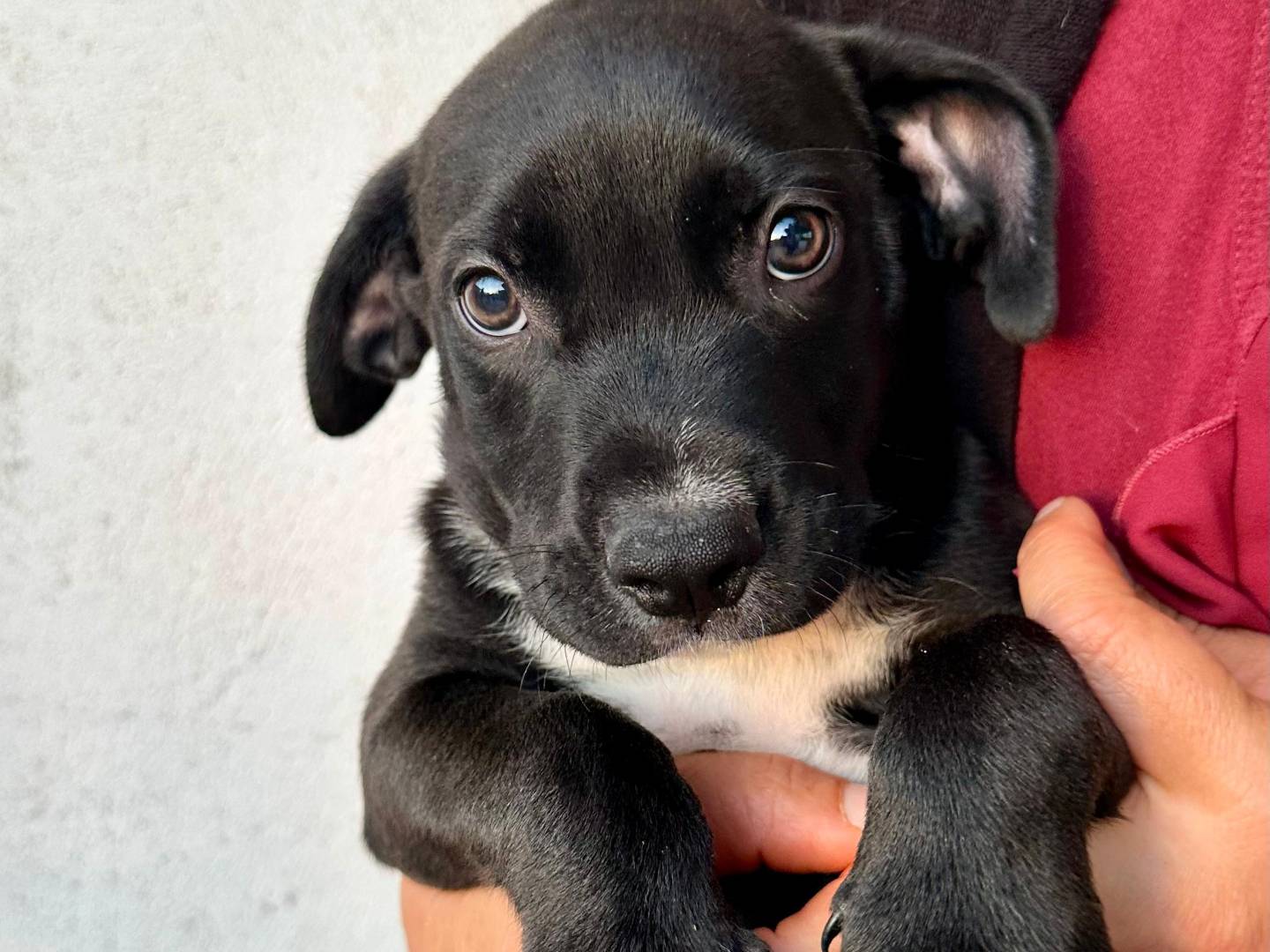 Adozione cane, maschio, Pitbull Razza sconosciuta, 4 mesi, taglia piccola, Napoli
