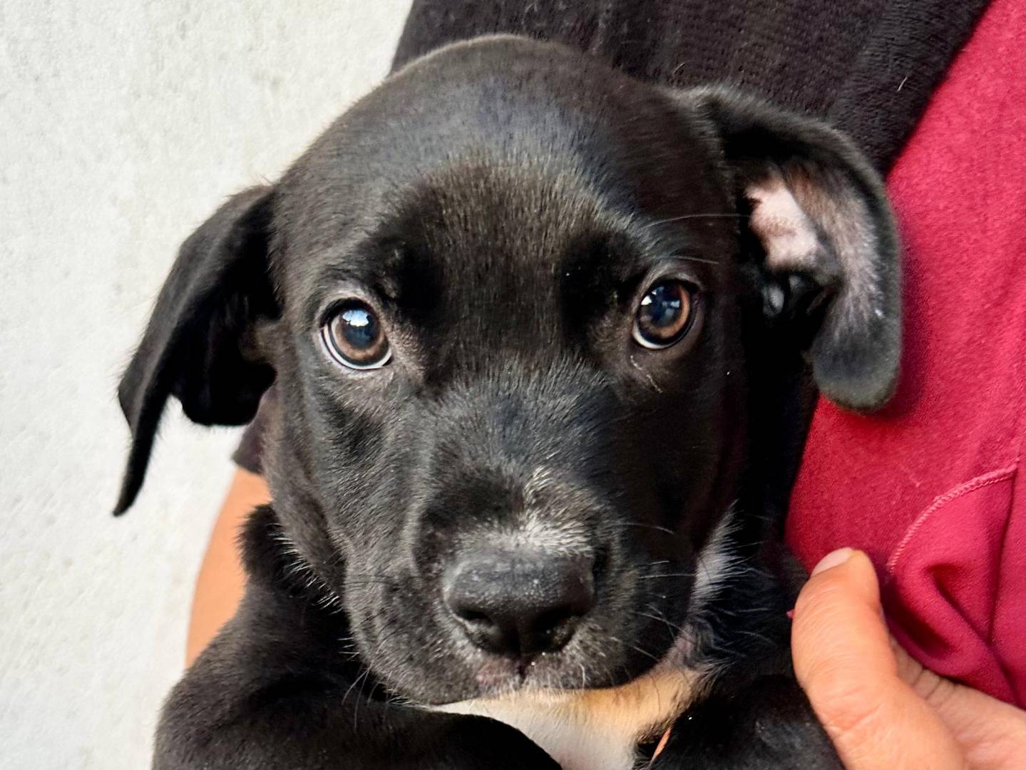 Adotta un cane, maschio, 4 mesi, Napoli