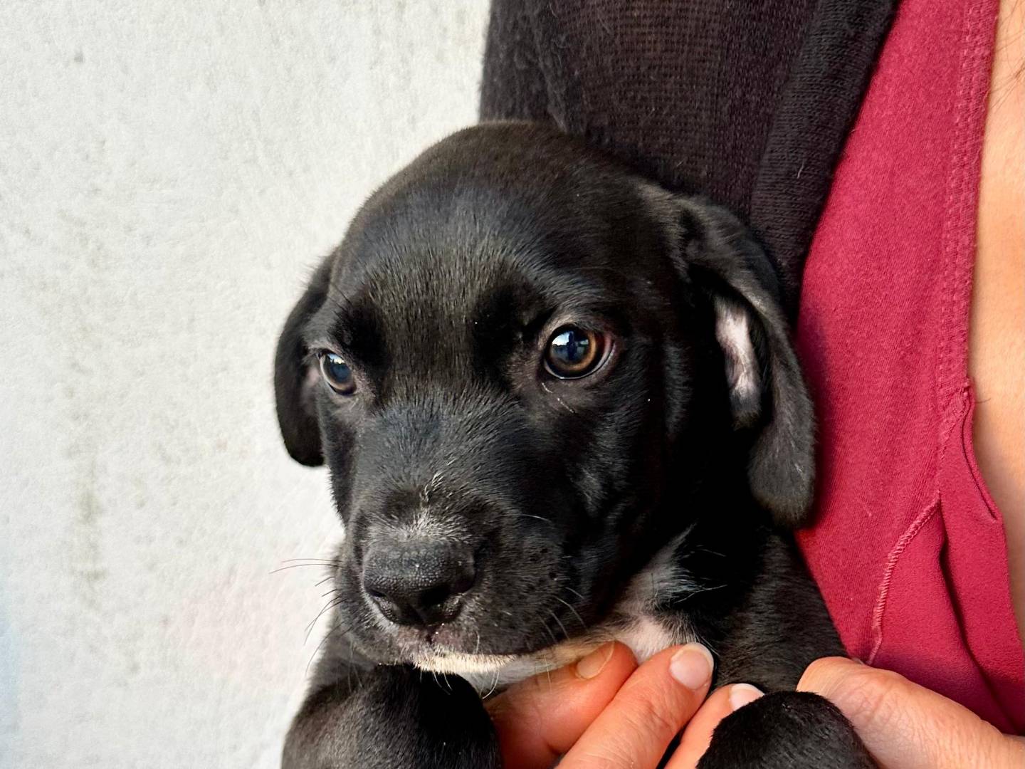 Adotta un cane, taglia piccola, maschio, Napoli