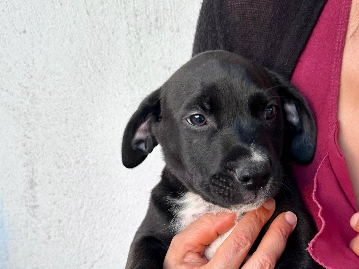Vuoi adottare un cane a Napoli?
