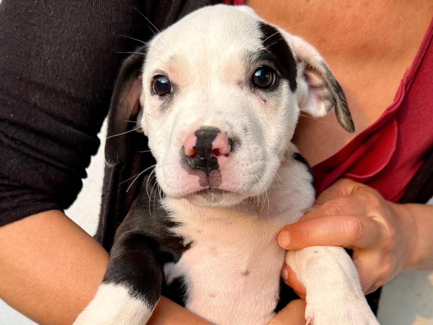 Adozione cane, femmina, Pitbull Razza sconosciuta, 4 mesi, taglia piccola, Napoli