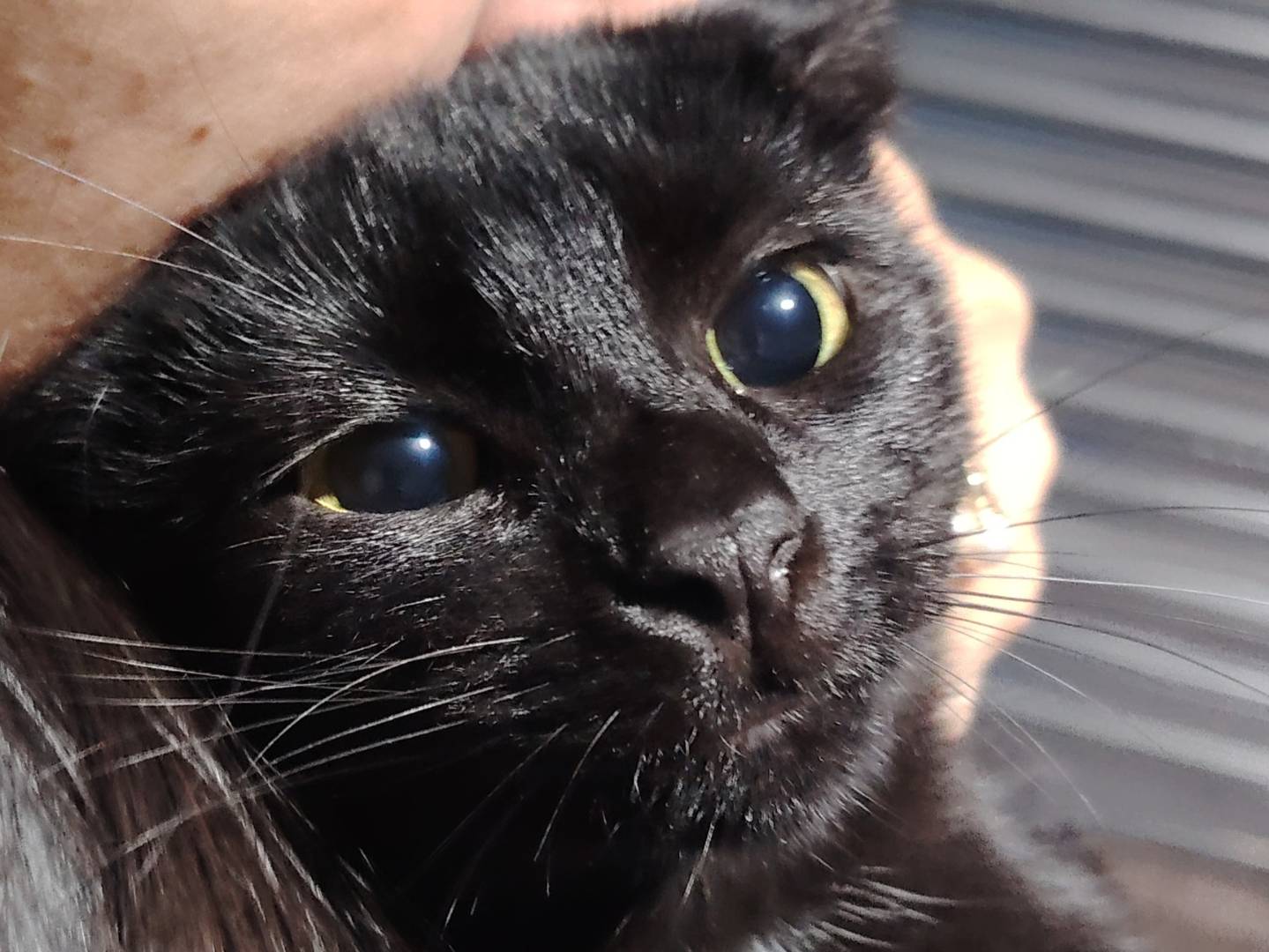 Adozione gatto, femmina, Razza sconosciuta Razza sconosciuta, 9 mesi, taglia non valida, Potenza
