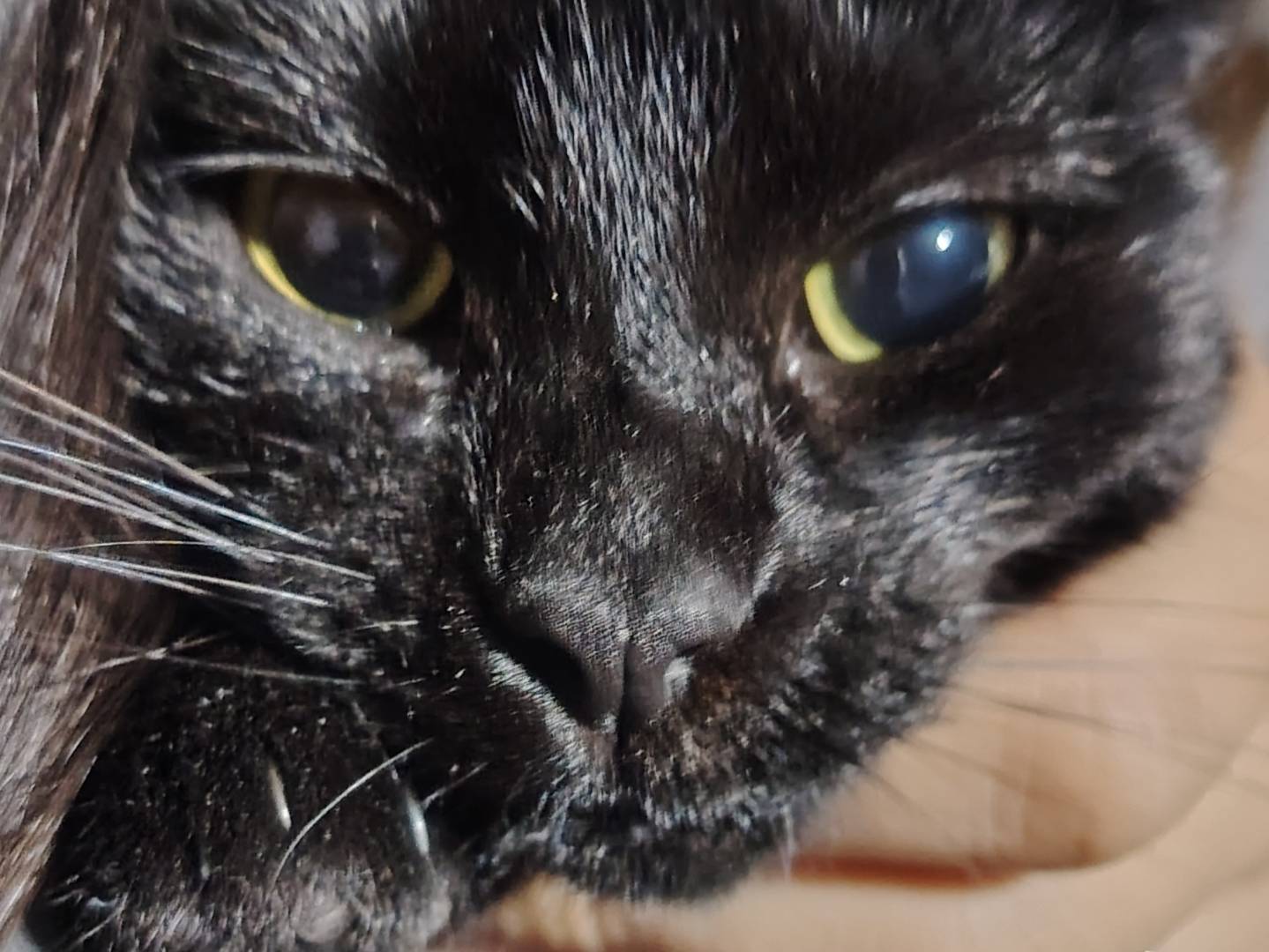 Adotta un gatto, femmina, 9 mesi, Potenza