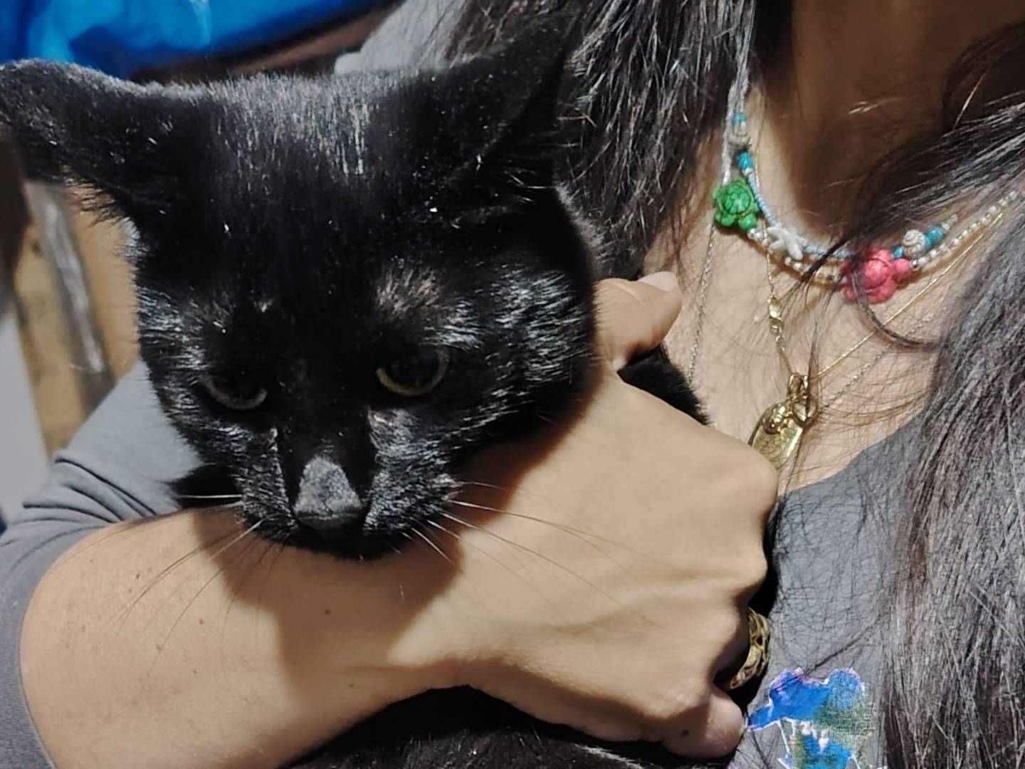 Adotta un gatto, taglia non valida, femmina, Potenza