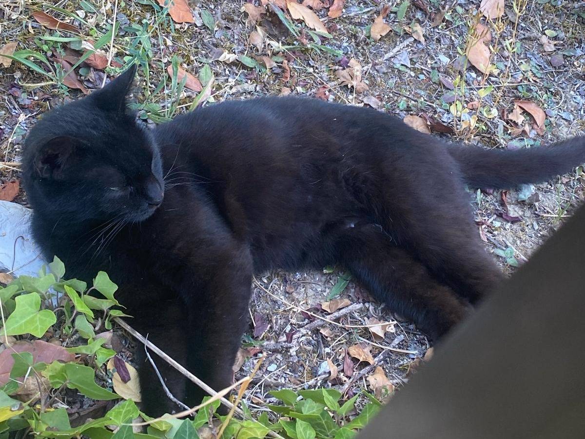 Vuoi adottare un gatto a Potenza?