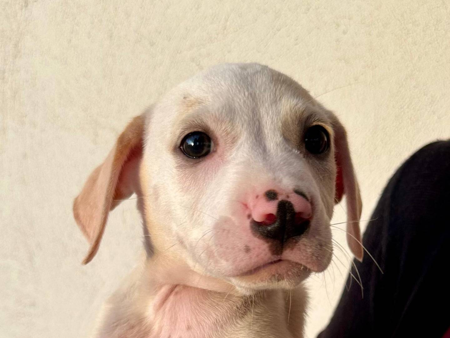 Adozione cane, femmina, Pitbull Razza sconosciuta, 4 mesi, taglia piccola, Napoli
