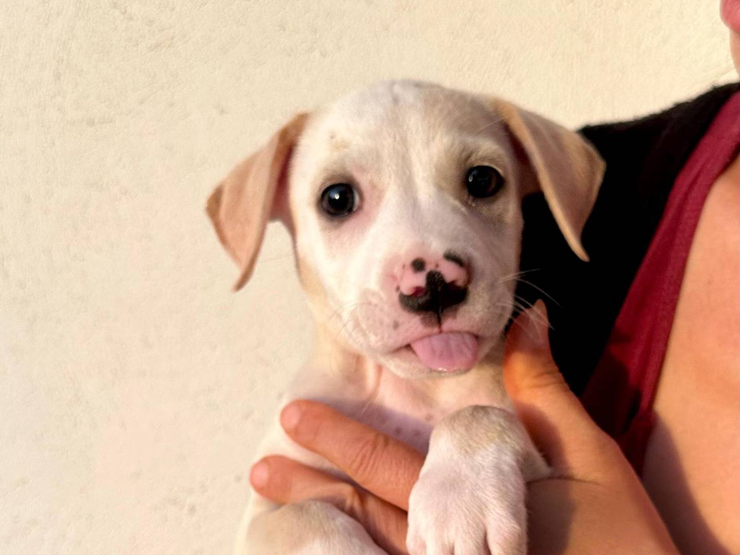 Adotta un cane, femmina, 4 mesi, Napoli
