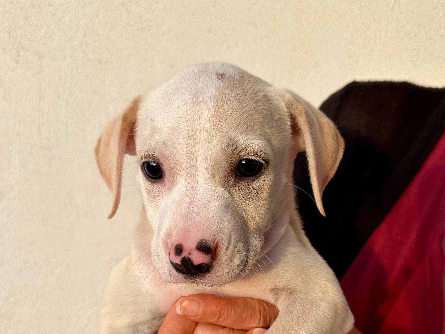 Adotta un cane, taglia piccola, femmina, Napoli