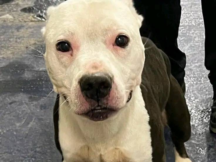 Adotta un cane, maschio, 5 anni e 1 mese, Cremona