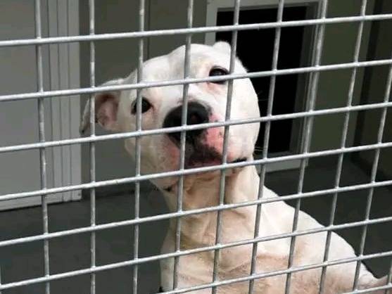 Adotta un cane, taglia media, maschio, Cremona
