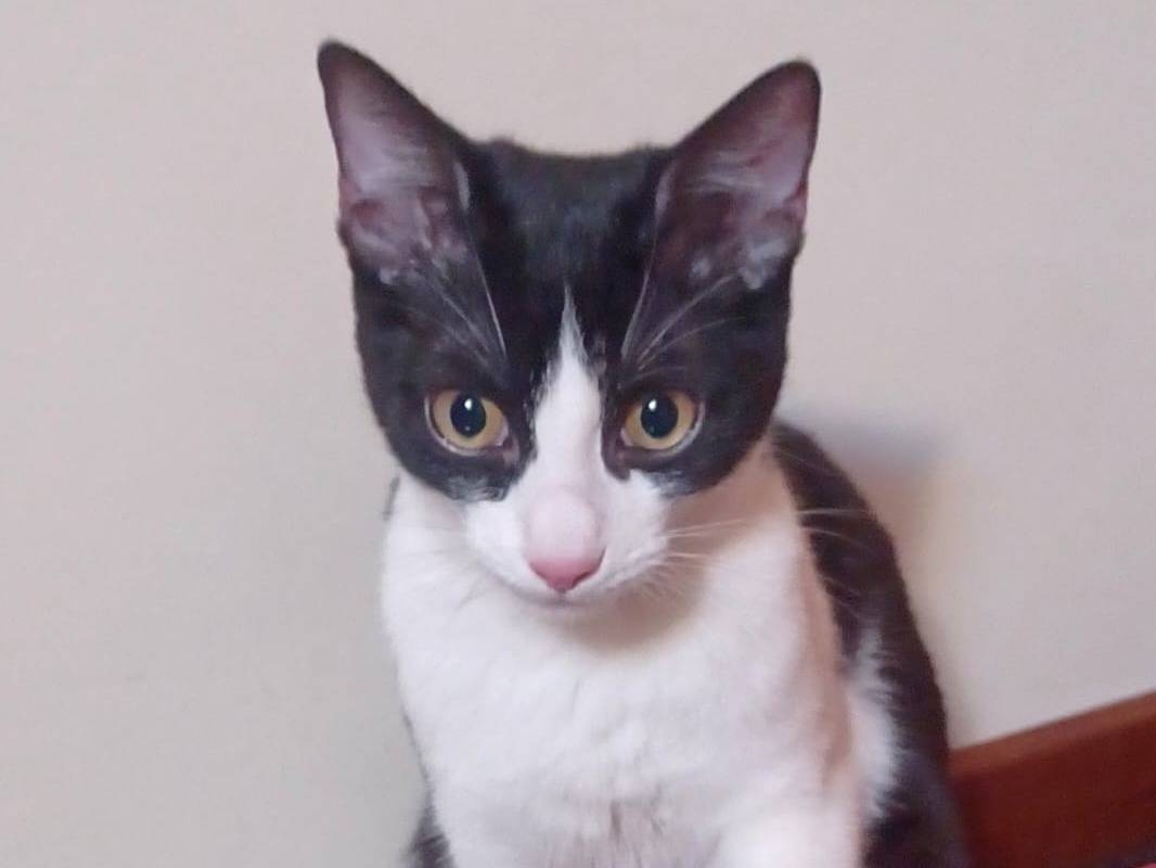 Adozione gatto, maschio, Razza sconosciuta Razza sconosciuta, 10 mesi, taglia non valida, Milano