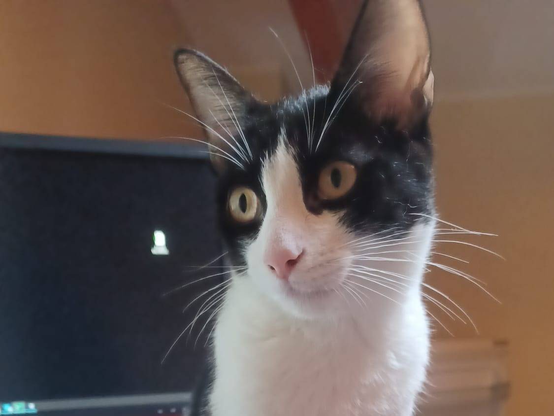 Adotta un gatto, maschio, 10 mesi, Milano