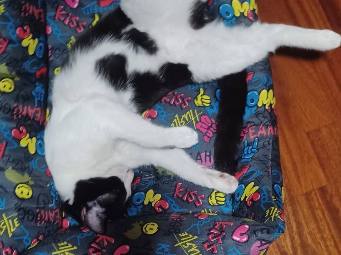 Adotta un gatto, taglia non valida, maschio, Milano