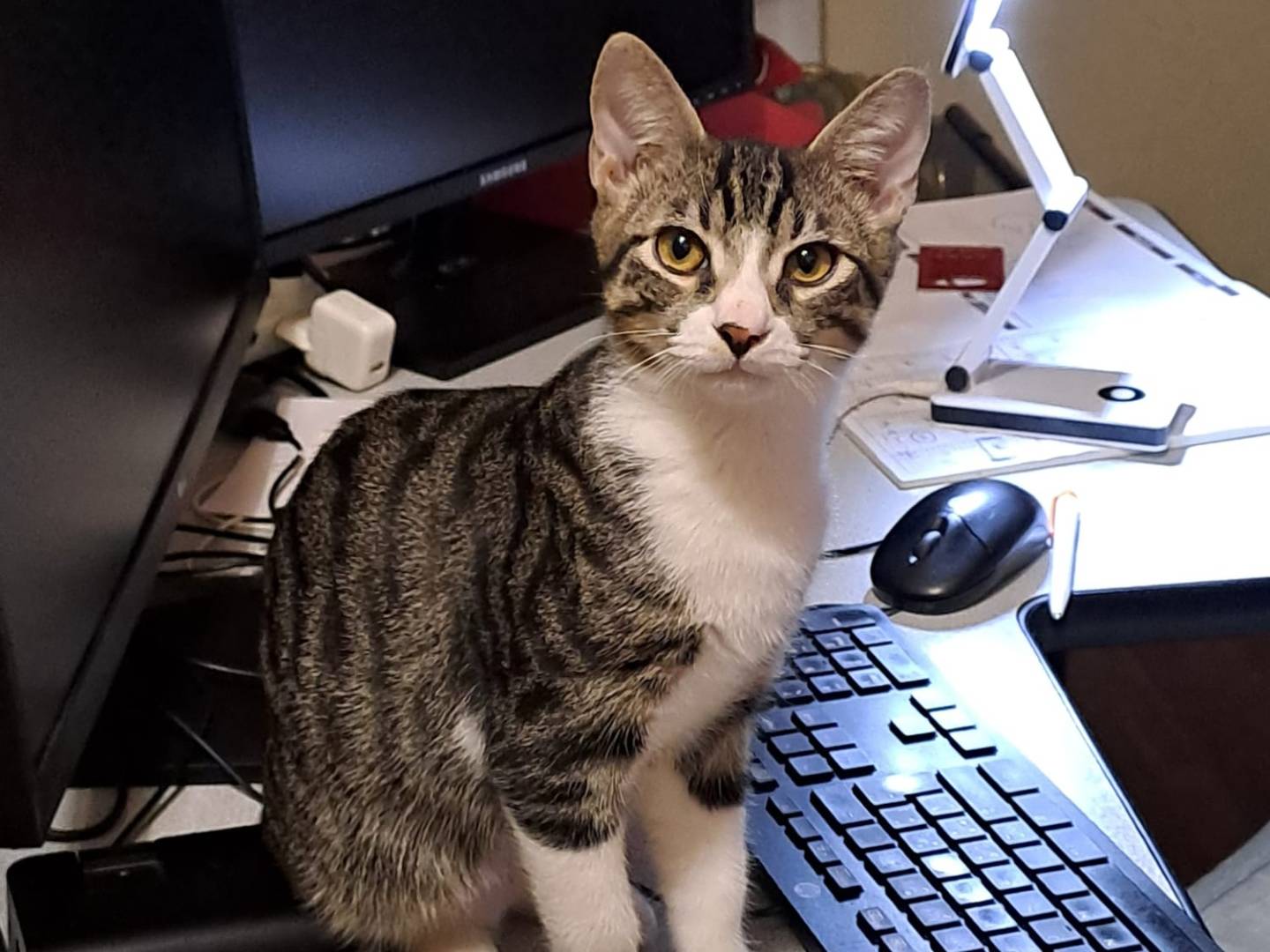 Vuoi adottare un gatto a Milano?