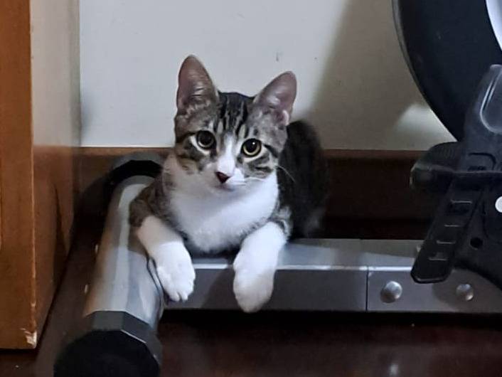Adotta il gatto Tigro a Milano