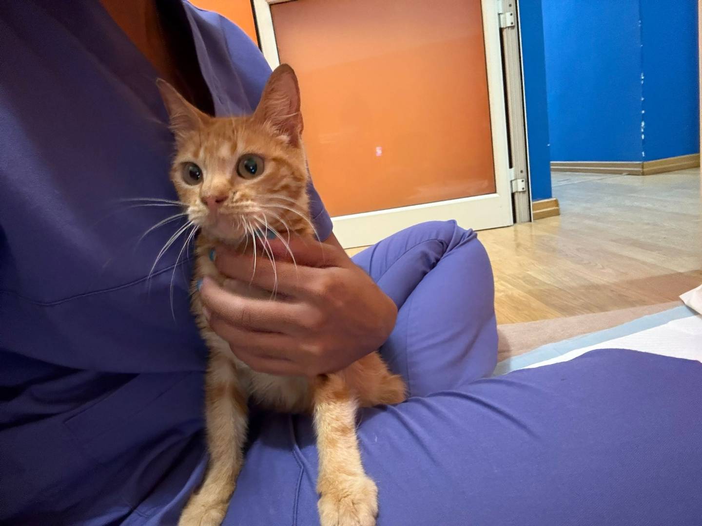 Adozione gatto, femmina, Razza sconosciuta Razza sconosciuta, 6 mesi, taglia non valida, Torino