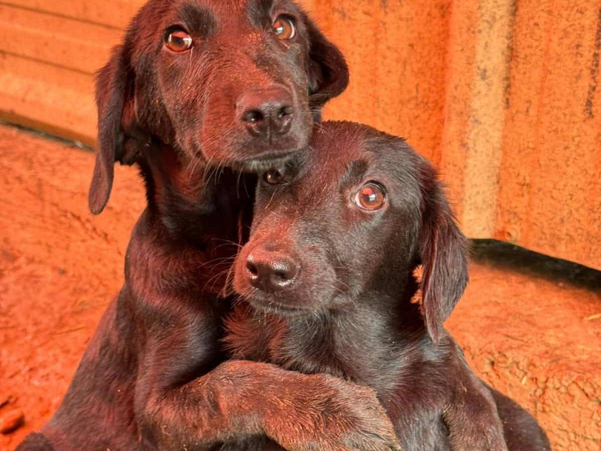 Adozione cane, femmina, Razza sconosciuta Razza sconosciuta, 4 mesi, taglia media contenuta, Firenze
