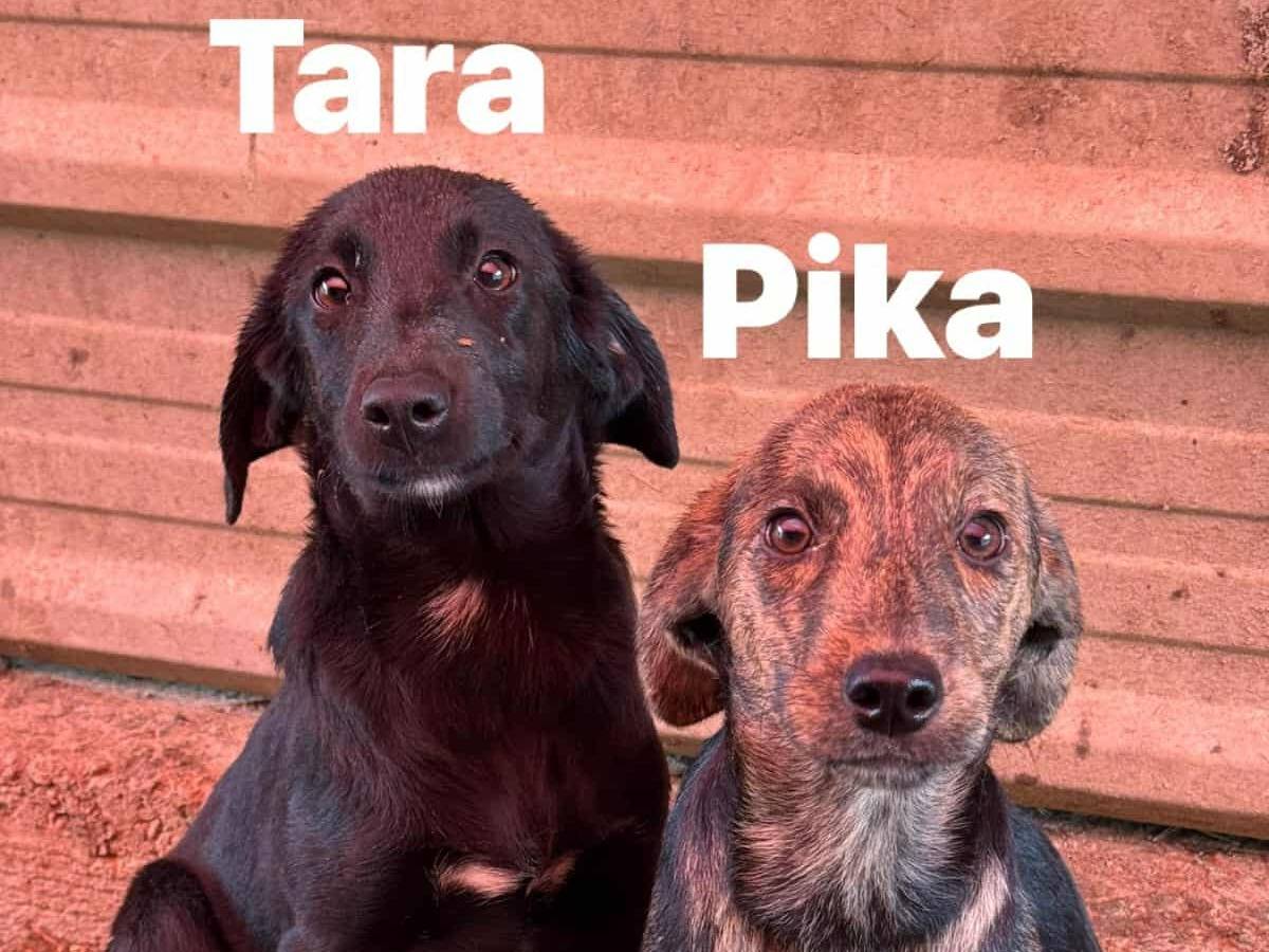 Adotta un cane, femmina, 4 mesi, Firenze