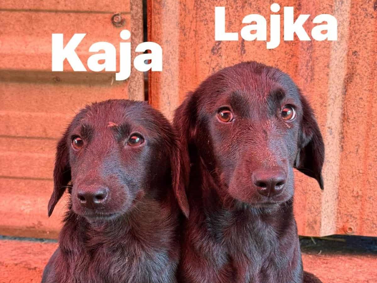 Adotta un cane, taglia media contenuta, femmina, Firenze