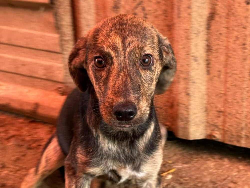 Vuoi adottare un cane a Firenze?