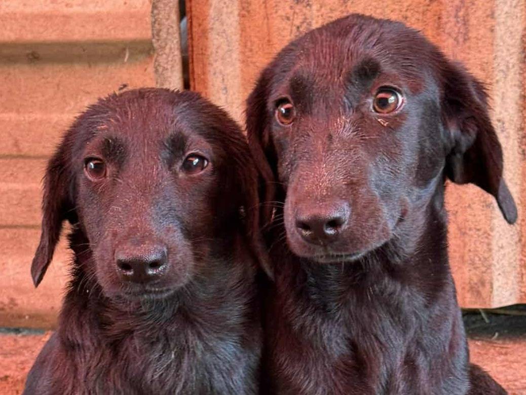 Adotta il cane QUATTRO CUCCIOLE a Firenze