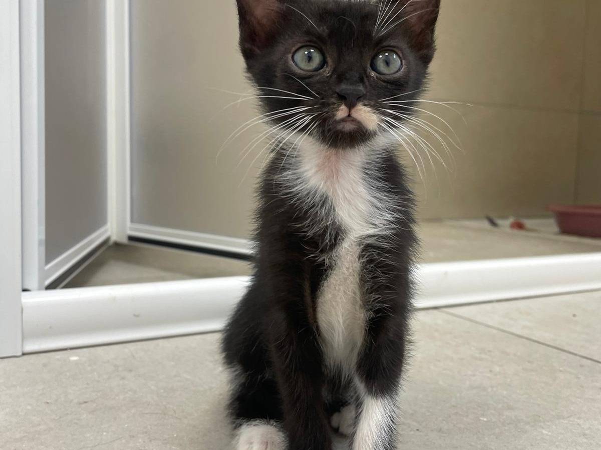 Adozione gatto, femmina, Razza sconosciuta Razza sconosciuta, 2 mesi, taglia non valida, Terni