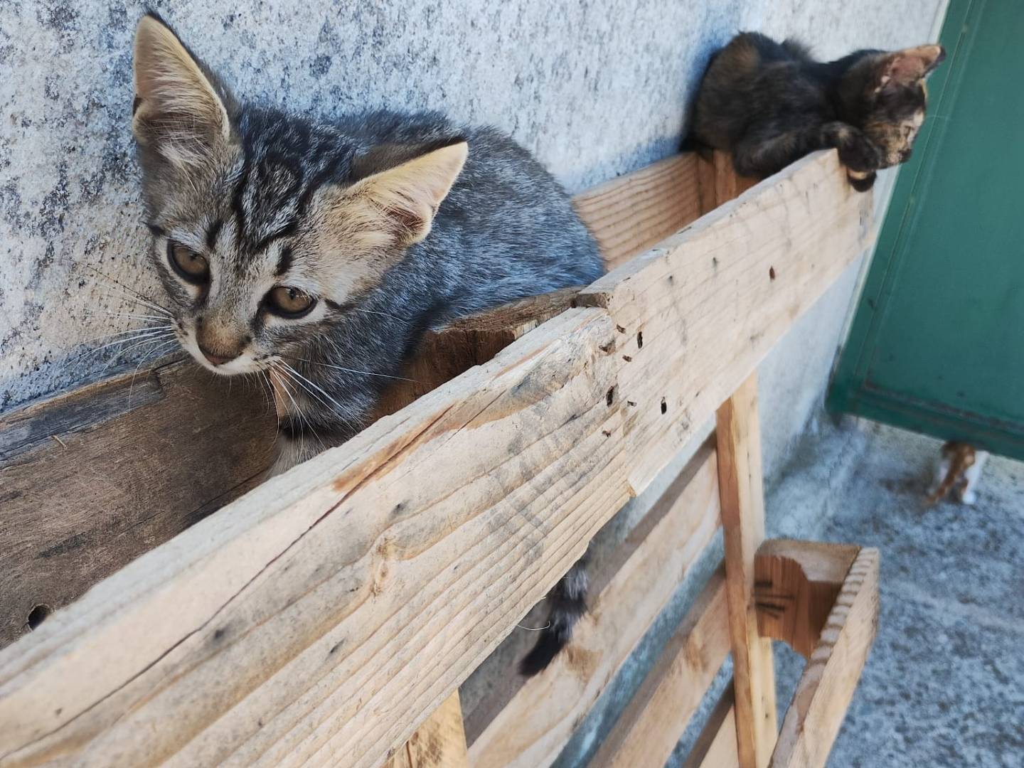 Adozione gatto, maschio, Razza sconosciuta Razza sconosciuta, 3 mesi, taglia non valida, Monza