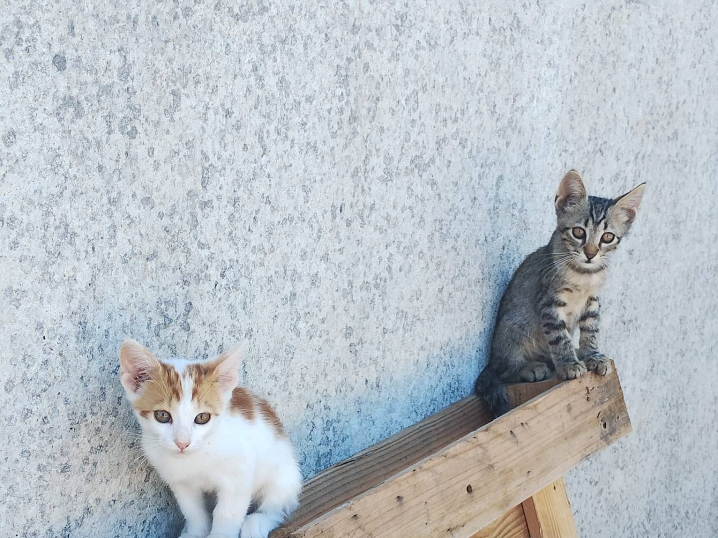 Adotta un gatto, maschio, 3 mesi, Monza
