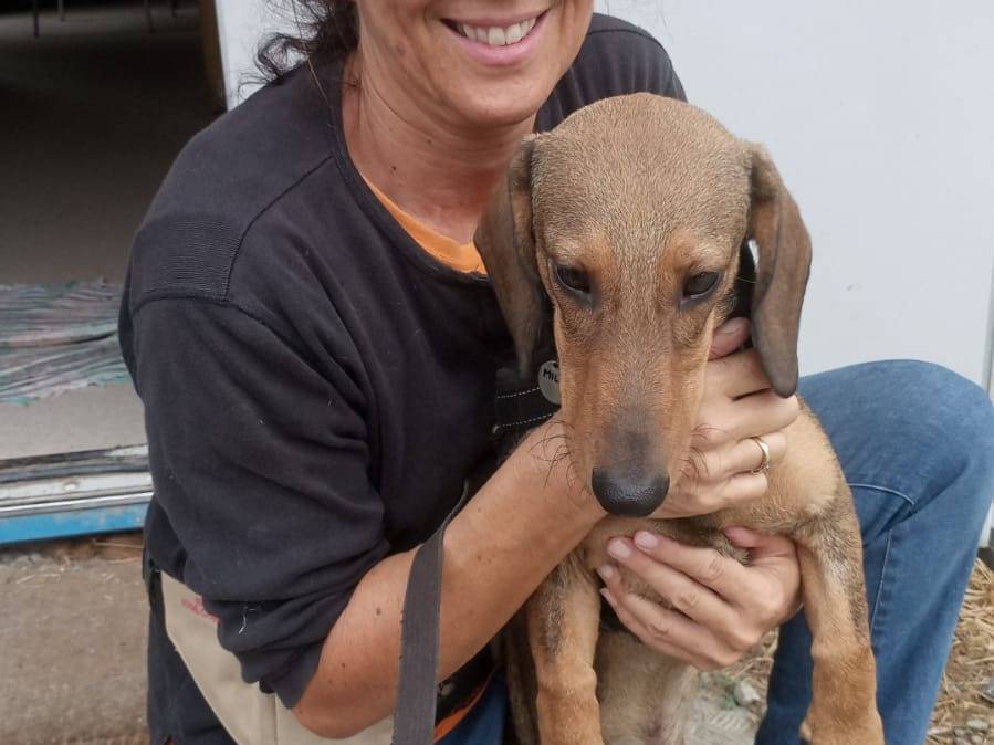 Adozione cane, maschio, Bassotto Razza sconosciuta, 8 mesi, taglia piccola, Bologna