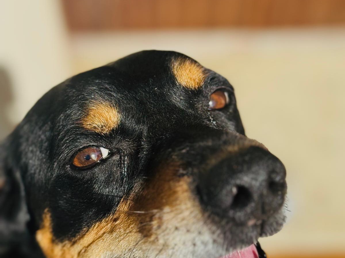 Adotta un cane, femmina, 7 anni e 9 mesi, Treviso