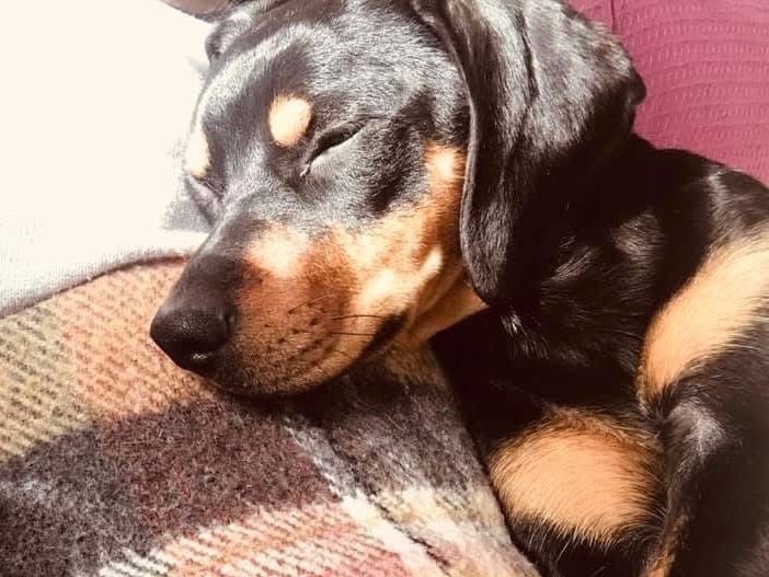Adotta un cane, taglia media contenuta, femmina, Treviso