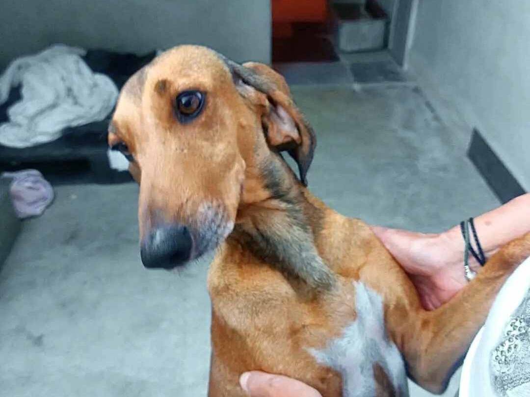 Adozione cane, femmina, Segugio Razza sconosciuta, 5 anni e 4 mesi, taglia media, Cremona