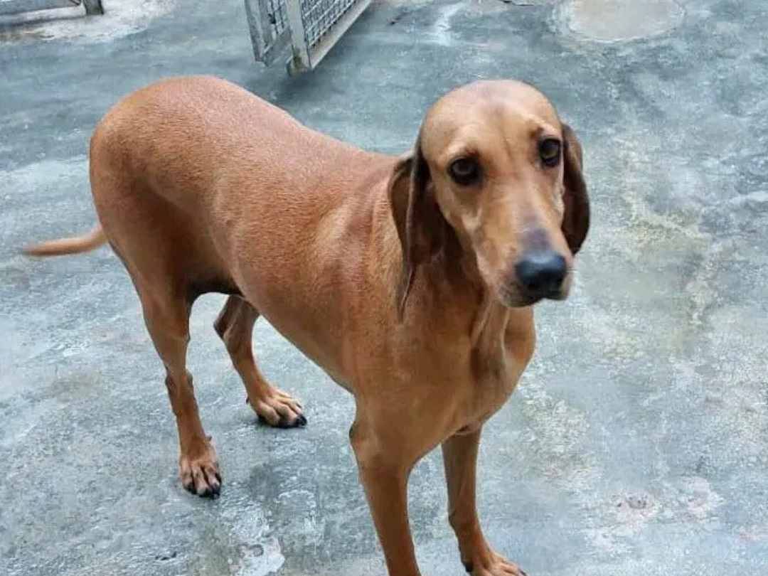 Adotta un cane, femmina, 5 anni e 4 mesi, Cremona