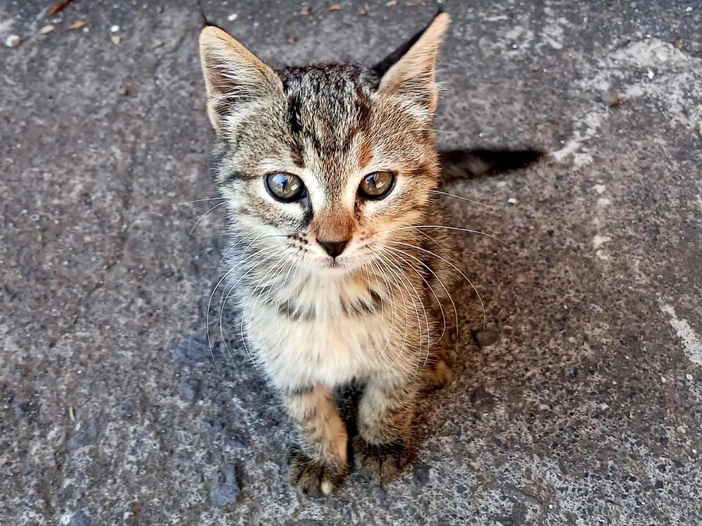 Adozione gatto, femmina, Razza sconosciuta Razza sconosciuta, 2 mesi, taglia non valida, Milano