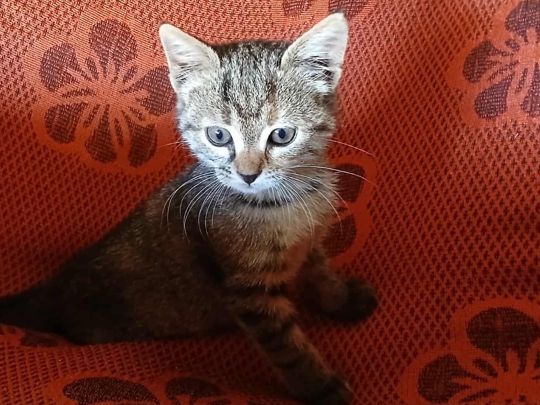 Adotta un gatto, femmina, 2 mesi, Milano
