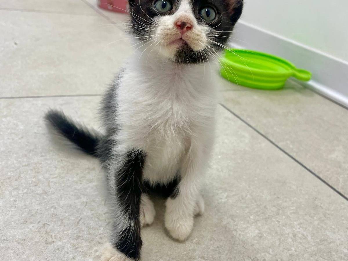 Adozione gatto, femmina, Razza sconosciuta Razza sconosciuta, 3 mesi, taglia non valida, Terni