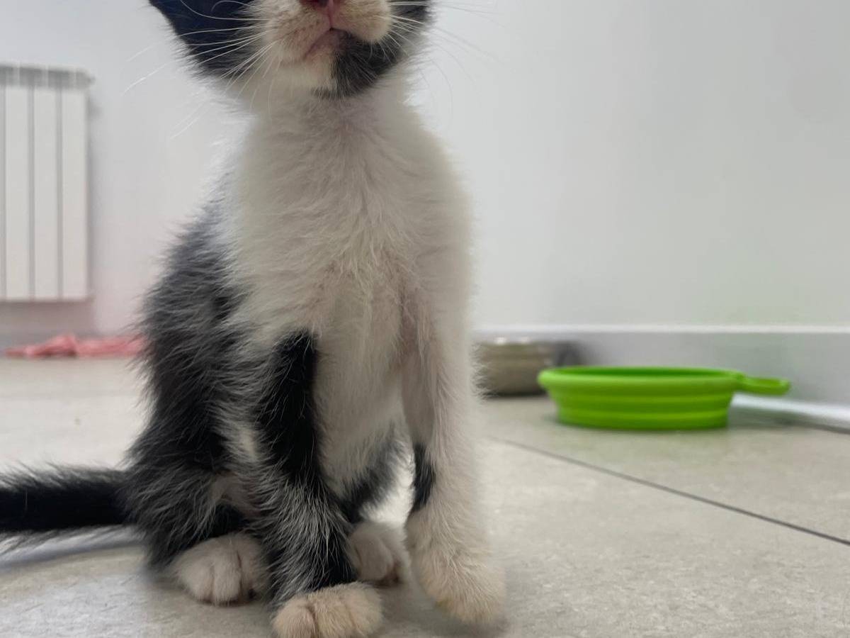 Adotta un gatto, taglia non valida, femmina, Terni