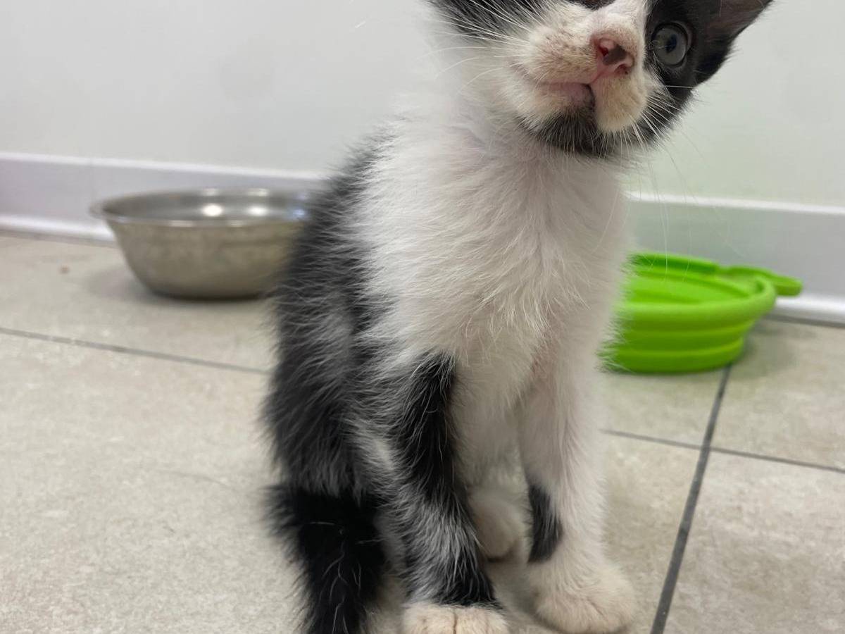 Vuoi adottare un gatto a Terni?