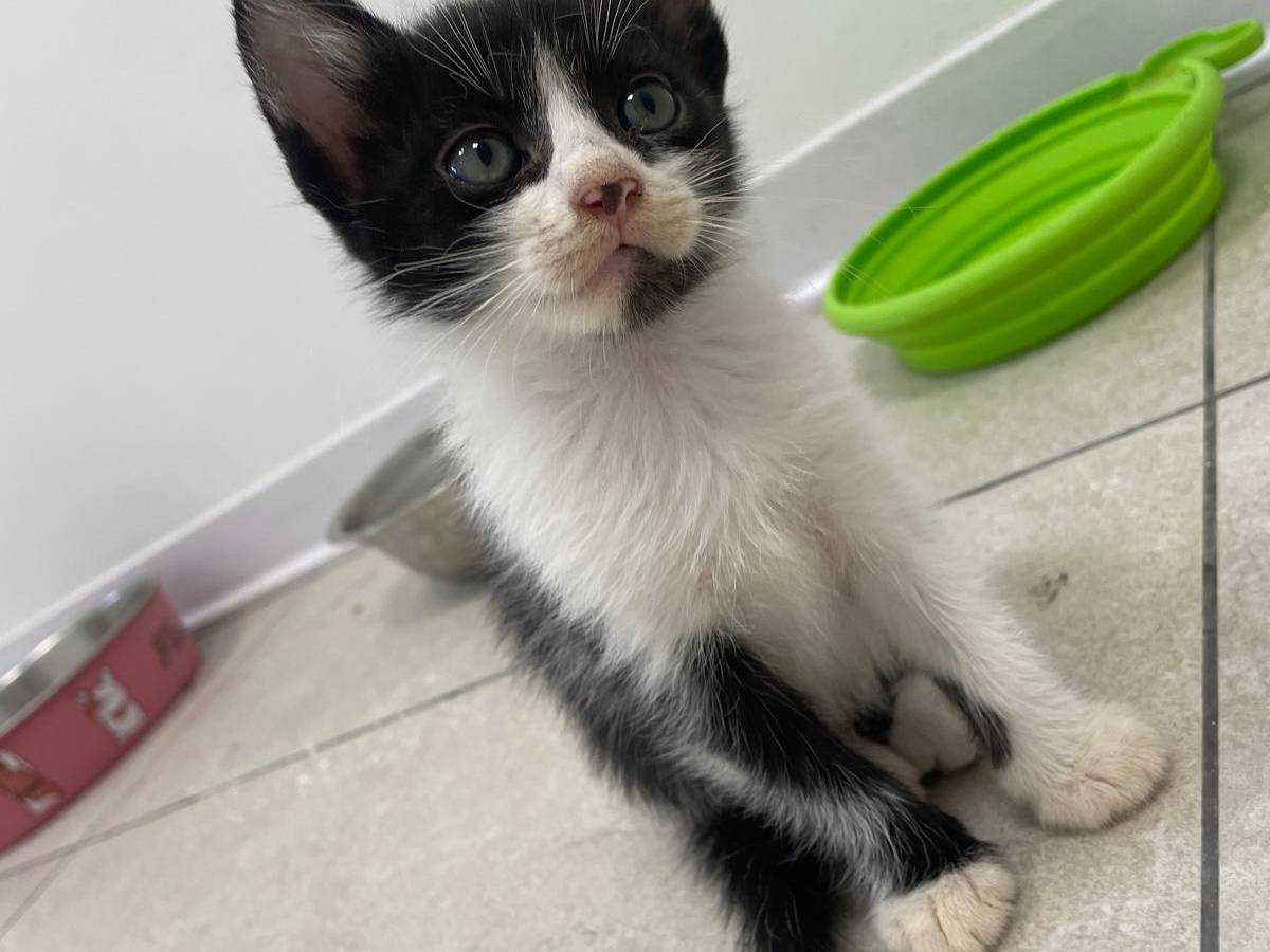 Adotta il gatto Cinthia a Terni